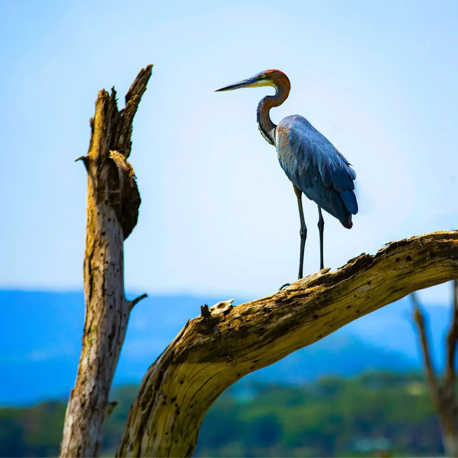 Bird Watching in Lake Naivasha
